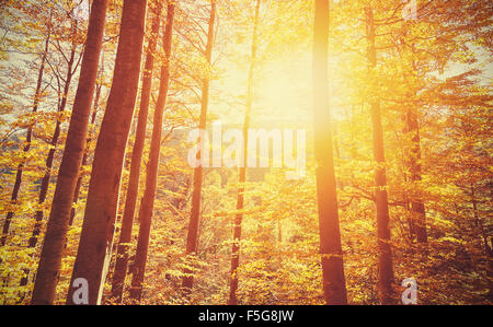 Retro toned picture of autumnal forest at sunset. Stock Photo