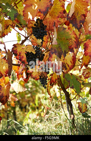 Red grapes on the vine ready to be harvested at an organic vineyard. Stock Photo