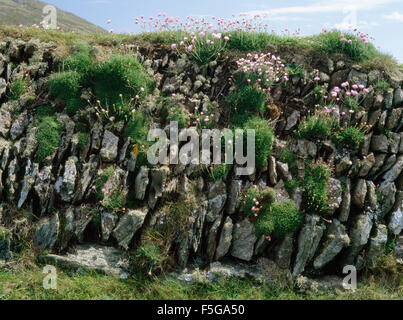 Stone-faced earthen field bank, or clawdd, covered in clumps of thrift (sea pink) at the north end of Bardsey Island, North Wales, UK Stock Photo