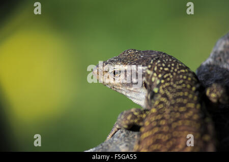 Closeup of a lizard in Tenerife (Spain) Stock Photo