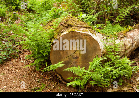 A felled tree amongst green bracken Stock Photo
