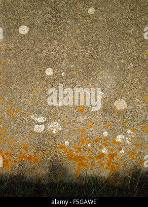 Lichen growing on cement rendered house wall, Carreg Fawr, Bardsey Island, North Wales, UK; close to sea Stock Photo