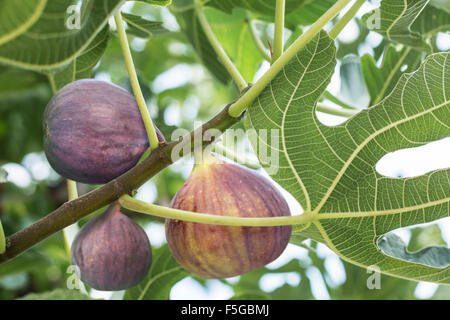 Ripe fig fruits on the tree. Closeup shot. Stock Photo