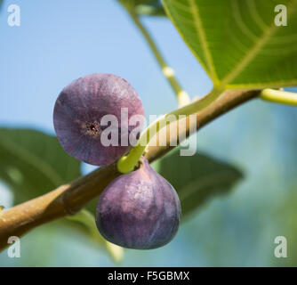 Ripe figs fruits on the tree. Closeup shot. Stock Photo