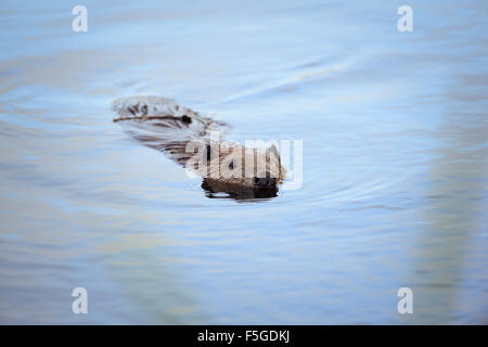 Beaver Stock Photo