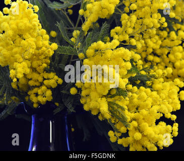 Fluffy bouquet of yellow mimosa in the blue vase. Stock Photo