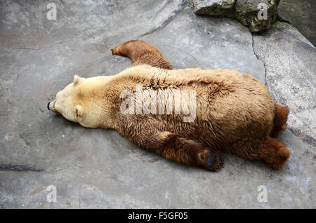 Sleeping Polar Bear on Rock Stock Photo