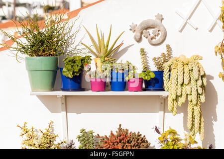 Terrace garden with succulents, cactus and other sub tropical plants on shelving in Playa de Las Americas, Tenerife, Canary Isla Stock Photo