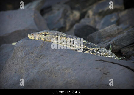 Wild water monitor lizard on the banks of the Kinabatangan river in Borneo Stock Photo