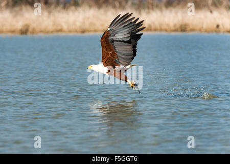 African fish eagle (Haliaeetus vocifer) with prey, Lake Baringo, Kenya Stock Photo