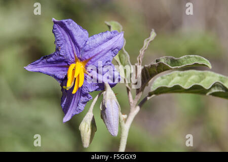 Silverleaf nightshade (Solanum elaeagnifolium), Zion National Park, Utah, USA Stock Photo