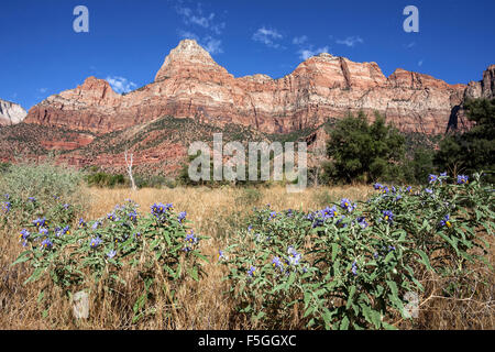 Bridge Mountain, Silverleaf nightshade (Solanum elaeagnifolium) in front, Zion National Park, Utah, USA Stock Photo