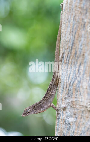 Brown anole, also Bahaman anole or De la Sagra's Anole (Norops sagrei) on tree, Everglades National Park, Florida, USA Stock Photo
