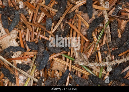 Bat, bats, droppings, dirt, excrement, faeces, Fledermaus-Kot, Kot, Losung von Fledermaus, Fledermäuse Stock Photo