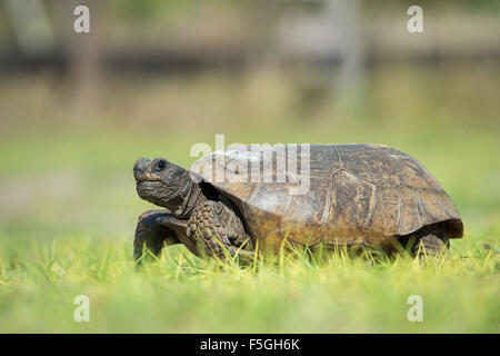 Gopher tortoise (Gopherus polyphemus) in grass, Florida, USA Stock Photo