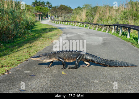 alligator alley bike trail