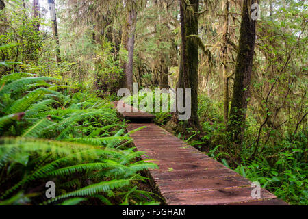 Boardwalk, Rainforest Trail, Pacific Rim National Park, Vancouver Iceland, British Columbia, Canada, North America Stock Photo