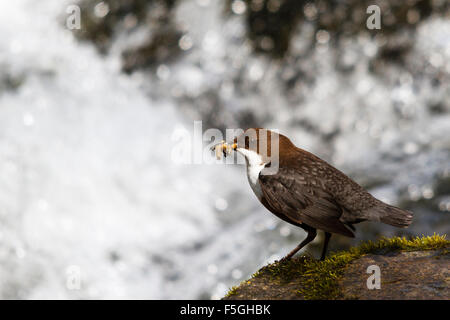 Dipper (Cinclus cinclus) with a mouthful of food, River Exe, Somerset, England, UK Stock Photo