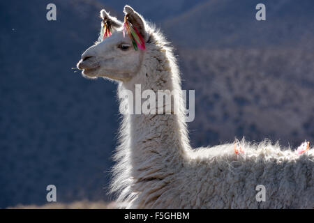 White llama (Lama glama), portrait, Altiplano, Bolivia Stock Photo