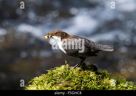 Dipper (Cinclus cinclus) with a mouthful of food, River Exe, Somerset, England, UK Stock Photo