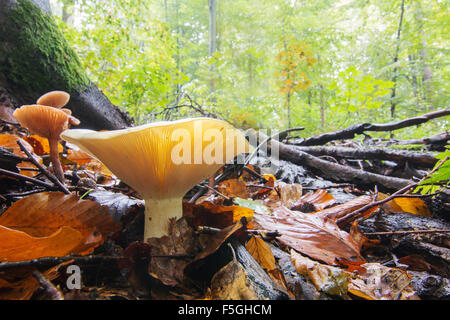 Milk-white brittlegill (Russula Delica) in autumnal beech forest, Hesse, Germany Stock Photo