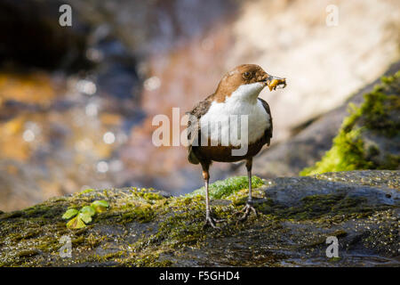 Dipper (Cinclus cinclus) with a mouthful of food, River Exe, Somerset, England, UK Stock Photo