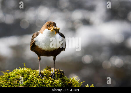 Dipper (Cinclus cinclus) with a mouthful of food, River Exe, Somerset, England, UK Stock Photo