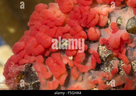 Flesh sponge, Fleischschwamm, Fleisch-Schwamm, Oscarella cf. lobularis, Halisarca cf. lobularis, Oscaria cf. lobularis Stock Photo