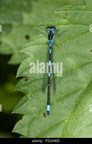 Variable damselfly, Variable Bluet, male, Fledermaus-Azurjungfer, Fledermausazurjungfer, Männchen, Coenagrion pulchellum Stock Photo