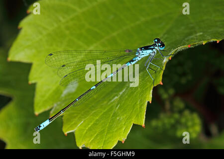 Variable damselfly, Variable Bluet, male, Fledermaus-Azurjungfer, Fledermausazurjungfer, Männchen, Coenagrion pulchellum Stock Photo