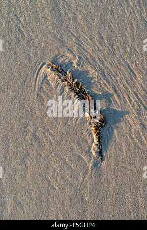 Seaweed pattern on sand with shadows and early morning light. UK Stock Photo