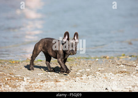 French bulldog, puppy, blue, running at lakeshore, Austria Stock Photo