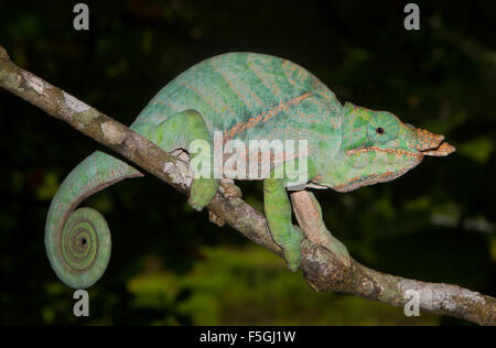 Chameleon (Furcifer balteatus), male, young, rainforest of Ranomafana National Park, Southern Highlands, Madagascar