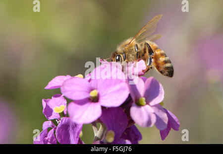 Honey Bee (Apis mellifera), on purple flower, Gabriola Island, British Columbia, Canada Stock Photo
