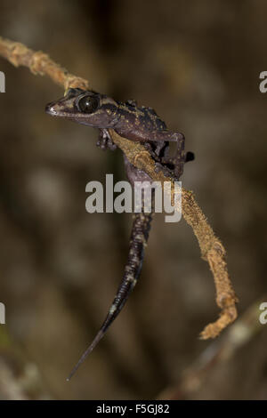 Graceful Madagascar Ground Gecko (Paroedura gracilis) on branch, Marojejy National Park rainforest, northeast Madagascar Stock Photo