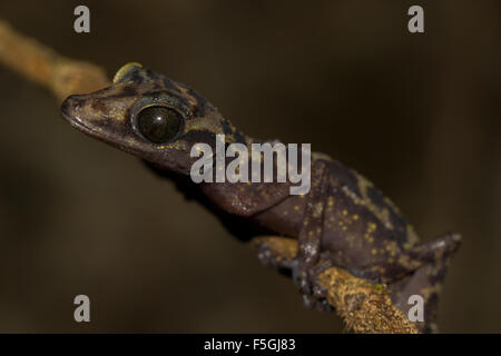 Graceful Madagascar Ground Gecko (Paroedura gracilis) on branch, Marojejy National Park rainforest, northeast Madagascar Stock Photo