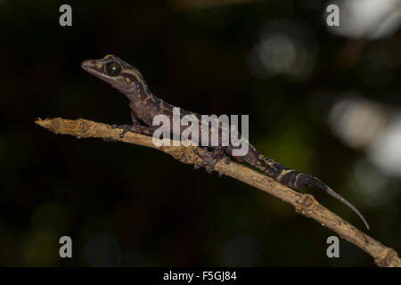 Graceful Madagascar Ground Gecko (Paroedura gracilis) on branch, Marojejy National Park rainforest, northeast Madagascar Stock Photo