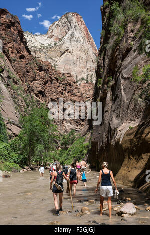 North Fork Virgin River, hikers in river, The Narrows, vertical cliff faces of Zion Canyon left and right, Zion National Park Stock Photo