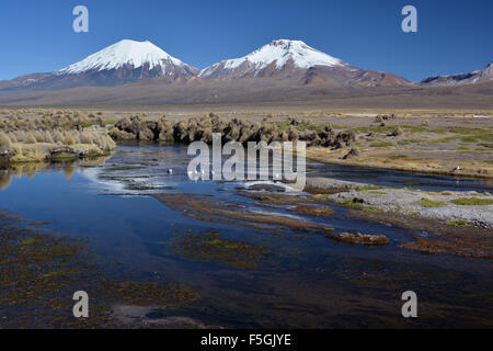 Snowcapped volcanoes Pomerape and Parinacota, Sajama National Park, border between Bolivia and Chile Stock Photo