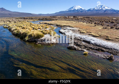 River and aquatic plants in front of snowcapped volcanoes Pomerape and Parinacota, Sajama National Park Stock Photo