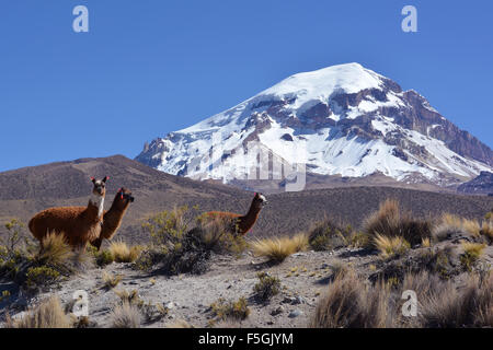 Llamas (Lama glama) in front of Sajama Volcano, Sajama National Park, Oruro, border between Bolivia and Chile Stock Photo