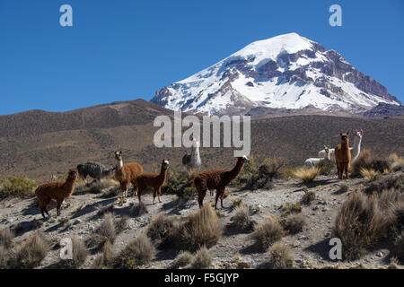 Herd of llamas (Lama glama) in front of Sajama Volcano, Sajama National Park, Oruro, border between Bolivia and Chile Stock Photo