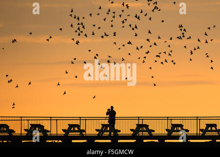 Aberystwyth, Wales, UK. 4th November, 2015.   A photographer waits and watches as a  flock of starlings flies around Aberystwyth pier at dusk at the end of the day in  west wales.   Each evening between October and March tens of thousands of the birds fly in huge murmurations in the sky above the town before settling to roost for the night on the cast iron legs of the Victorian seaside pier.  Aberystwyth is one of only a handful of urban starling roosts in the UK    photo Keith Morris / Ģ����ý Live news Stock Photo