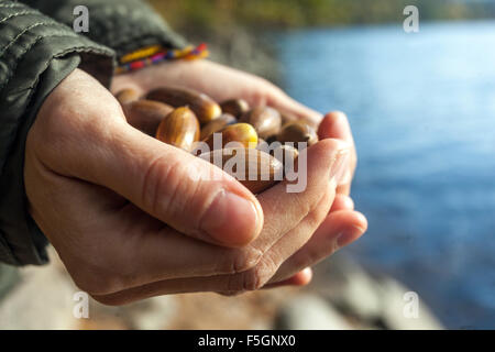 Oak acorns in the palms, hands holding seeds Stock Photo