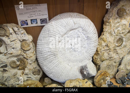 The Charmouth Heritage Centre, Fossil Shop And Cafe At The Old Cement ...