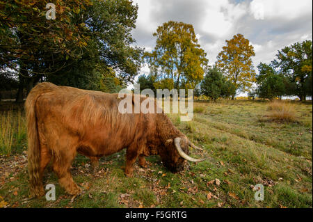 Scottish Highland cattle grazing in Deelerwoud forest nature reserve, Veluwe, Netherlands Stock Photo