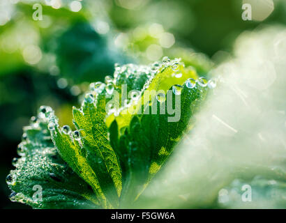 dew drops on the leaves of strawberry Stock Photo