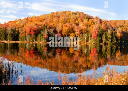 Autumn tree colours in the fall, Belvedere Pond lake, Vermont, New England USA Stock Photo