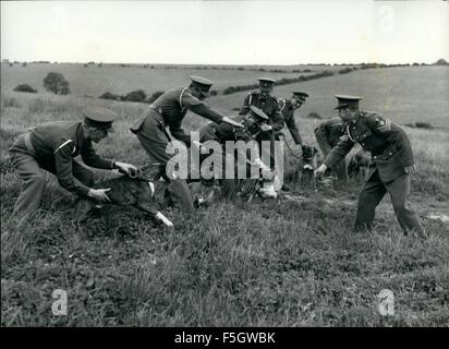 1945 - Training Dogs to Help the Army's Work in Malaya and Mau Mau Country: A first class of Boxers - recently acquired by the Army Remount Depot. Melton Mowbrey, Leicestershire, is out with its handlers. First thing is to test their spirit and qualities. The dogs are 'teased' - without overriding the principles of humanity - so that the instructor can see their reactions. © Keystone Pictures USA/ZUMAPRESS.com/Alamy Live News Stock Photo