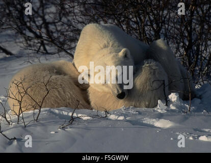 Polar Bear (Ursus maritimus) sow and cubs cuddle up for warmth and protection, Cape Churchill, Manitoba, Canada, the Hudson Bay. Stock Photo